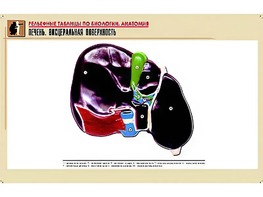Рельефная таблица "Печень. Висцеральная поверхность" (формат А1, матовое ламинирование) - fgospostavki.ru - Шумерля