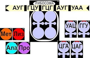 Модель-аппликация "Биосинтез белка" (ламинированная) - fgospostavki.ru - Шумерля
