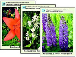 Гербарий фотографический "Основные группы растений" - fgospostavki.ru - Шумерля
