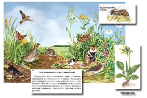 Магнитный плакат-аппликация "Луг: биоразнообразие и взаимосвязи в сообществе" - fgospostavki.ru - Шумерля