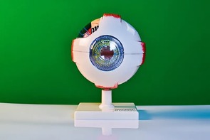 Модель глаза - fgospostavki.ru - Шумерля