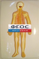 Модель барельефная "Нервная система человека" - fgospostavki.ru - Шумерля