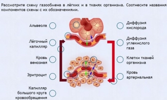 Интерактивные курсы. Биология 9 класс. Расширенный. - fgospostavki.ru - Шумерля