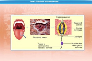 Интерактивные курсы. Биология 10 класс. Расширенный. - fgospostavki.ru - Шумерля