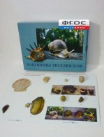 Коллекция "Раковины моллюсков" - fgospostavki.ru - Шумерля