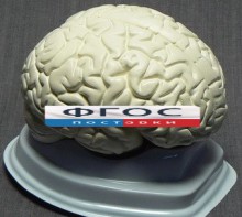 Модель "Мозг в разрезе" (белый) - fgospostavki.ru - Шумерля
