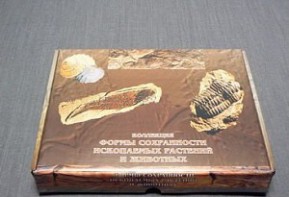 Коллекция "Формы сохранности ископаемых растений и животных" - fgospostavki.ru - Шумерля