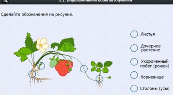 Интерактивные курсы. Биология 7 класс. Расширенный. - fgospostavki.ru - Шумерля