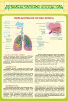 Стенд "Дыхательная система" - fgospostavki.ru - Шумерля