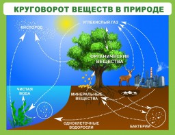 Стенд "Круговорот веществ" - fgospostavki.ru - Шумерля