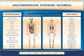 Электрифицированный стенд-тренажер c макетом скелета "Анатомическое строение человека" - fgospostavki.ru - Шумерля
