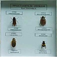 Коллекция энтомологическая "Представители отряда насекомых" - fgospostavki.ru - Шумерля