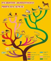 Стенд "Развитие животного мира на земле" - fgospostavki.ru - Шумерля