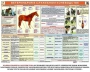 Комплект плакатов "Служебное коневодство" - fgospostavki.ru - Шумерля