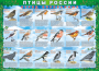 Комплект таблиц "Птицы России (4 листа)" (100х140 сантиметров, винил) - fgospostavki.ru - Шумерля