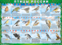 Комплект таблиц "Птицы России (4 листа)" (100х140 сантиметров, винил) - fgospostavki.ru - Шумерля