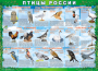 Комплект таблиц "Птицы России (4 листа)" (100х140 сантиметров, винил) - fgospostavki.ru - Шумерля