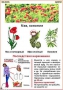 Комплект кодотранспарантов "Ядовитые растения" - fgospostavki.ru - Шумерля