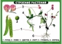 Комплект таблиц "Ознакомление с окружающим миром 1-4 класс" - fgospostavki.ru - Шумерля
